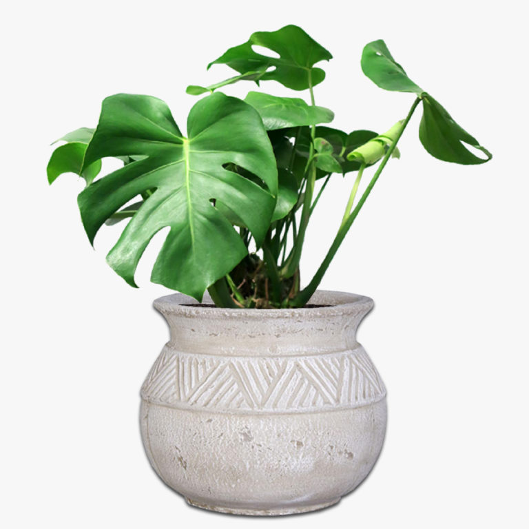 African Vase Concrete Pot The Pot & Planter