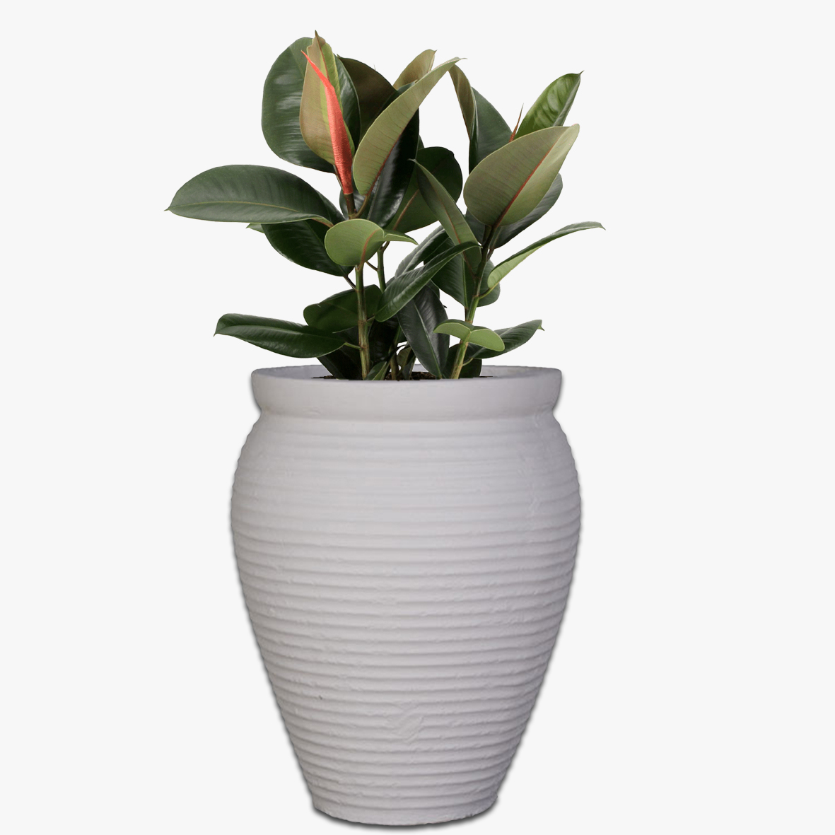 Princess Spiral Concrete Pot The Pot & Planter