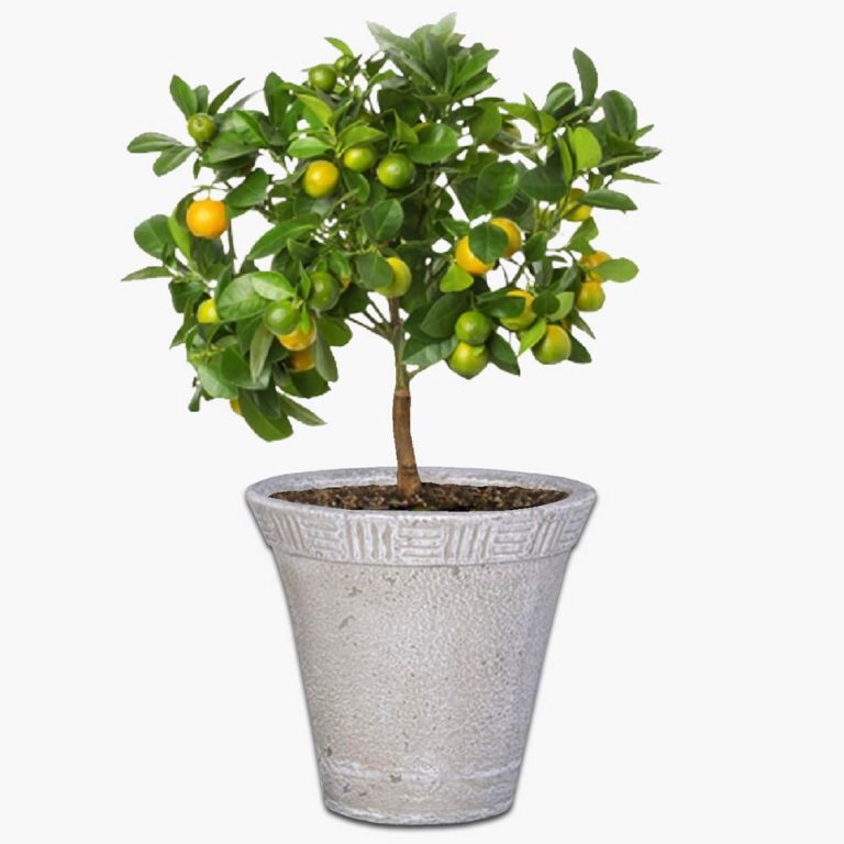 Rum Concrete Pot - thepotandplanter