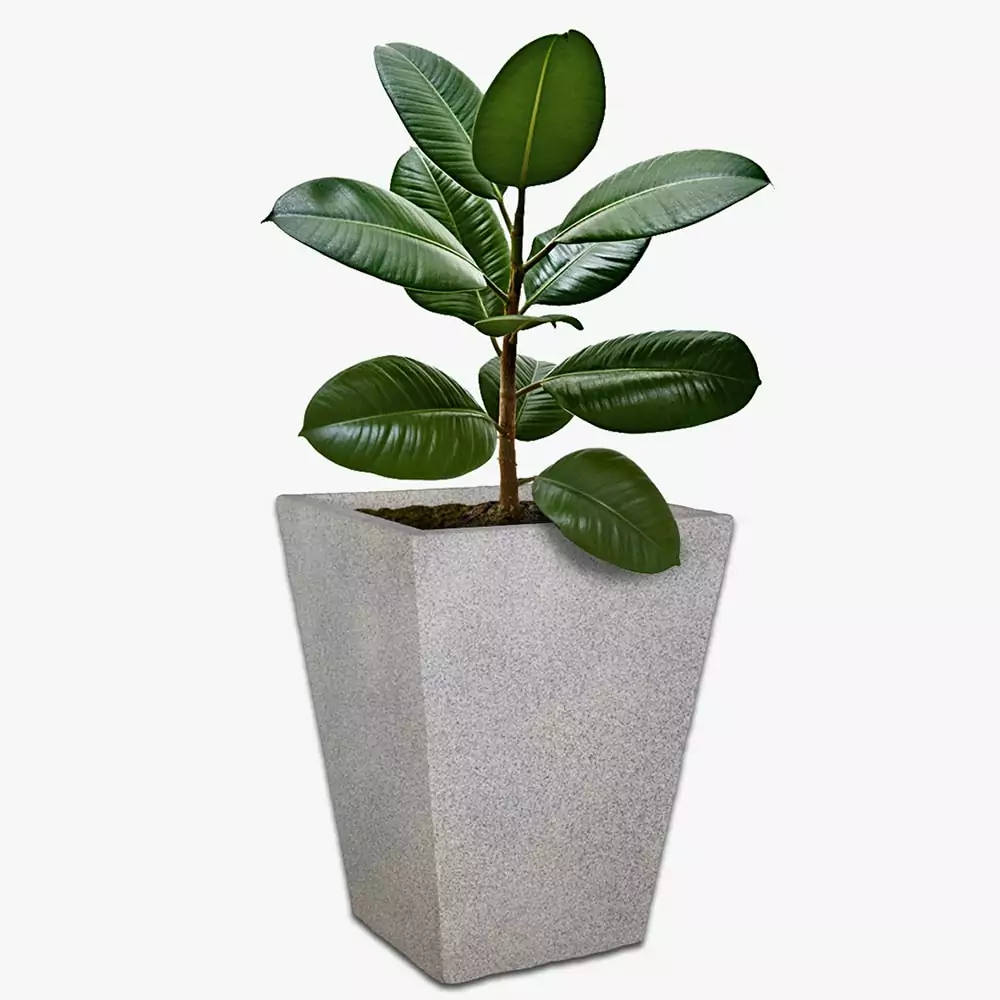 Windsor-web square pot with plant