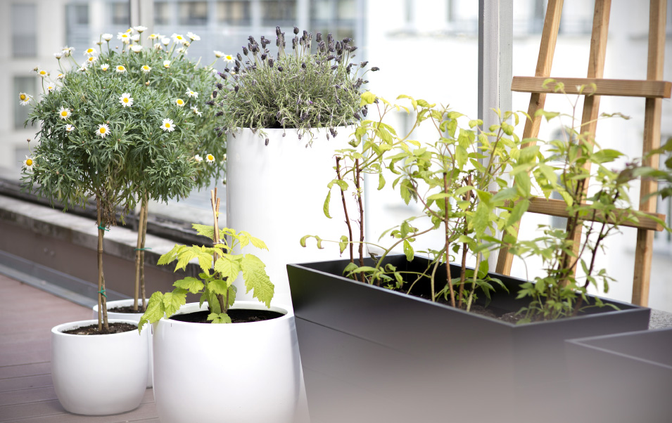 Starting a Balcony Garden Tips and Tricks thepotandplanter