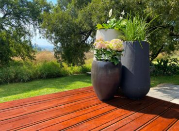 What Size Pot Does an Olive Tree Need? A South African Guide