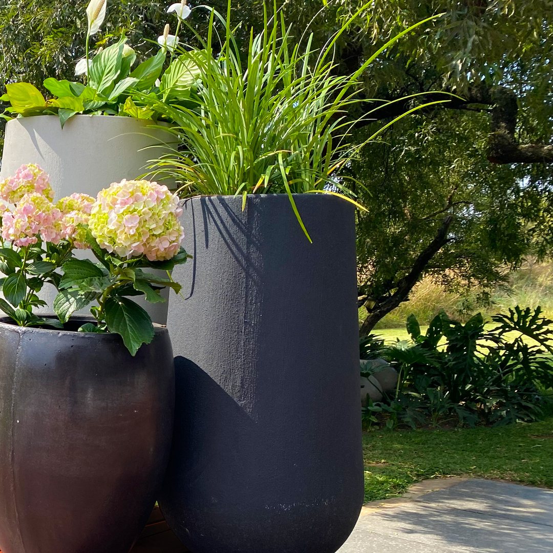 Hydrangeas in a charcoal pot