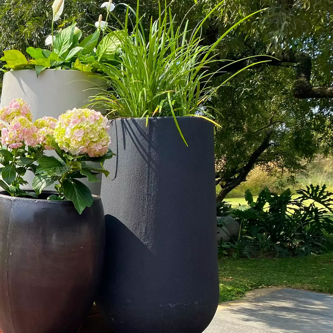 Hydrangeas in a charcoal pot