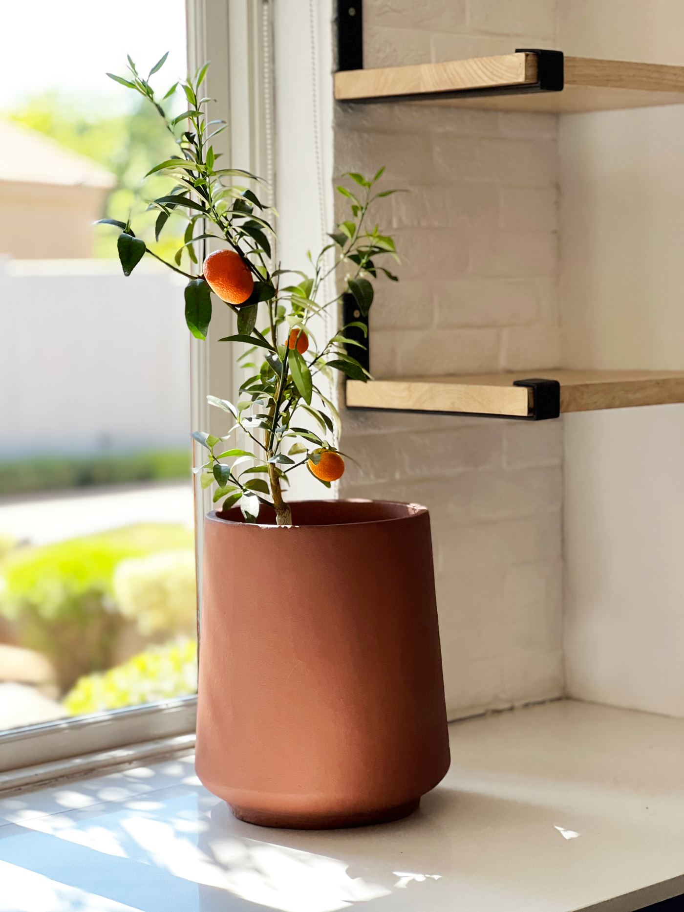 Terracotta pot with citrus tree